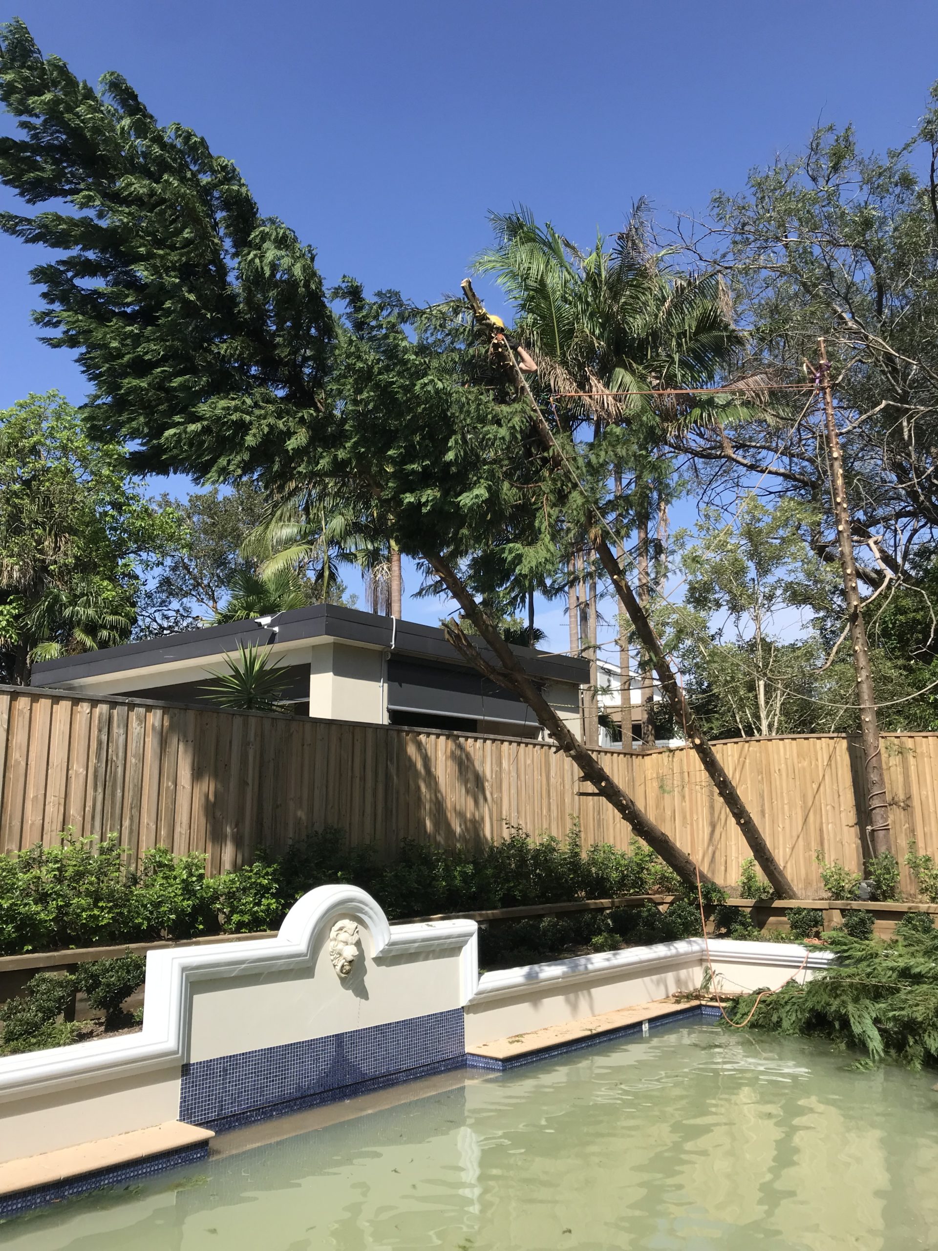 Tree removals on a difficult site in the northern beaches Tree removals on a difficult site in the northern beaches
